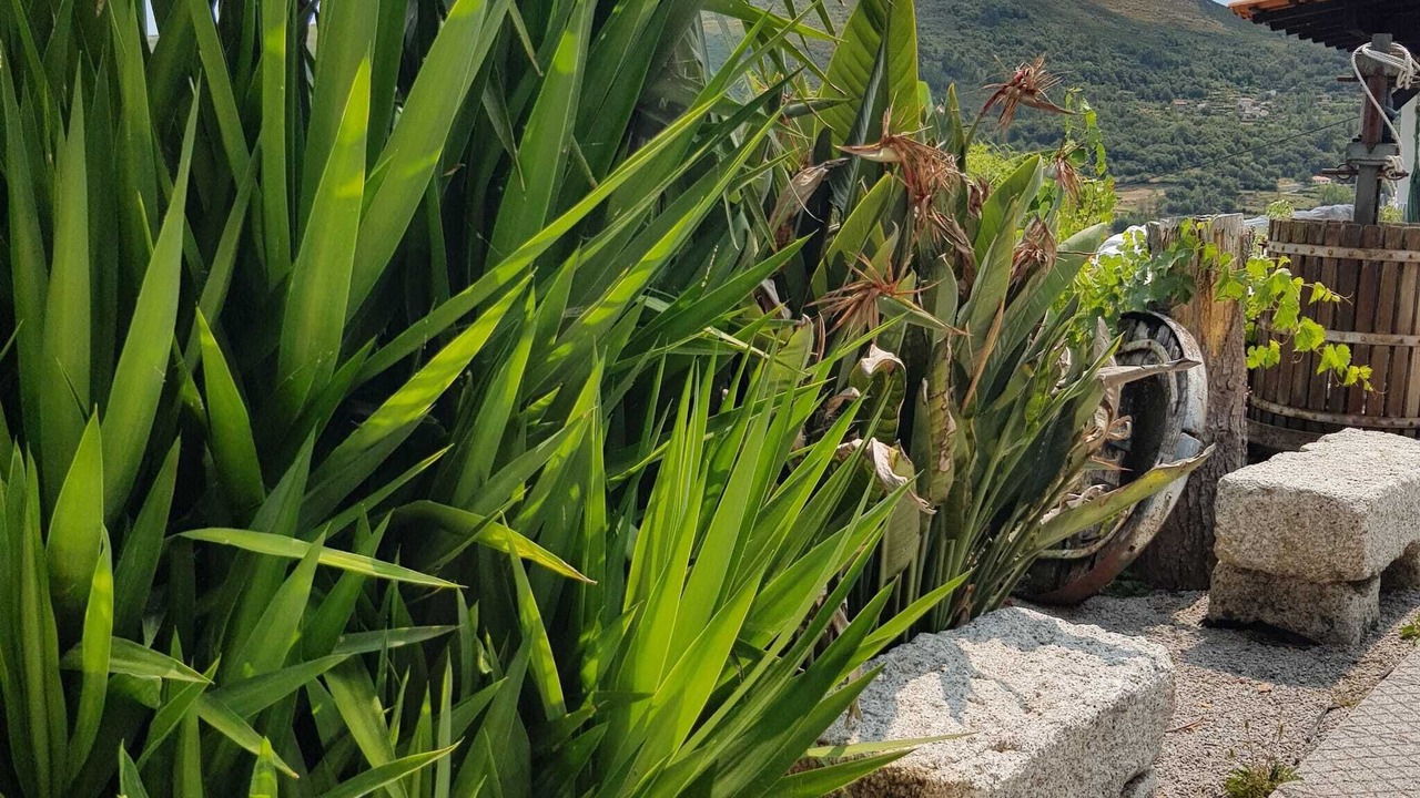 Photo of Outdoor in Baiao