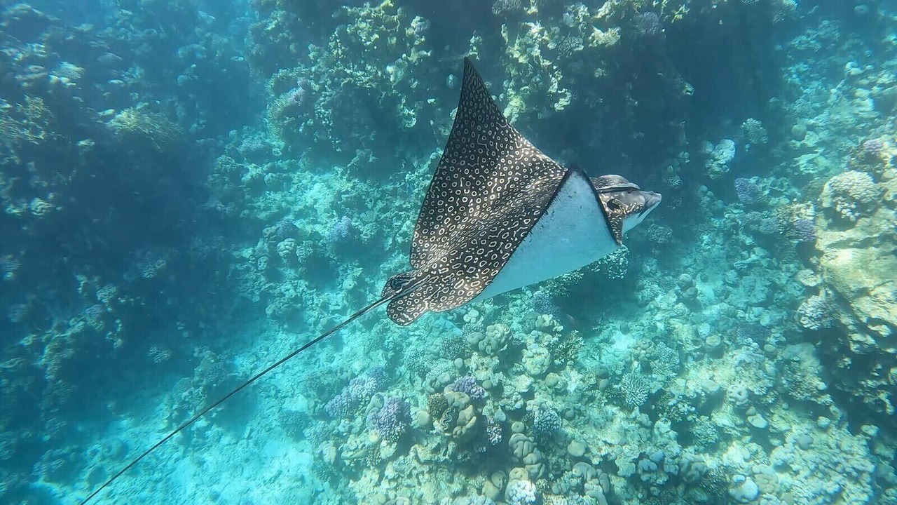 Photo of Others in Sharm El Sheikh
