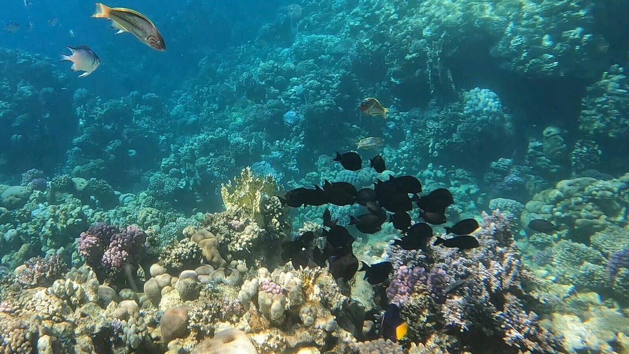 Photo of Others in Sharm El Sheikh