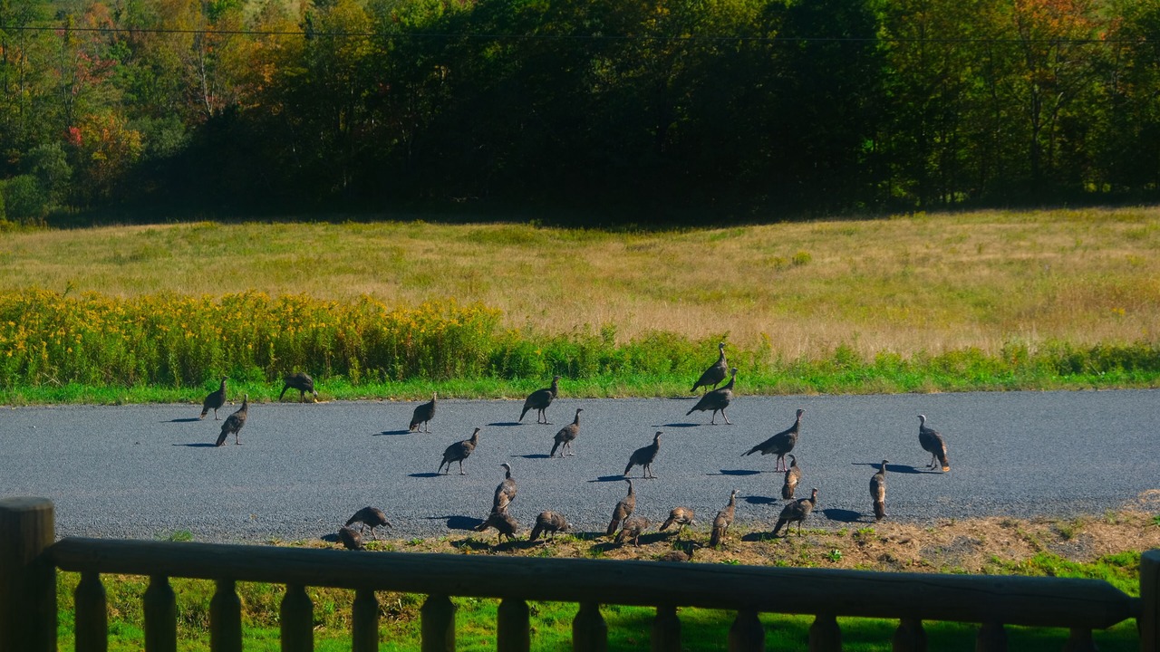 Photo of Others in Roxbury