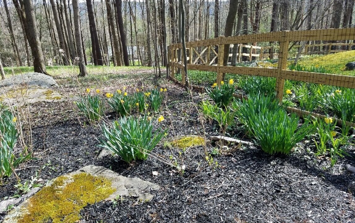 Photo of Outdoor in Woodstock