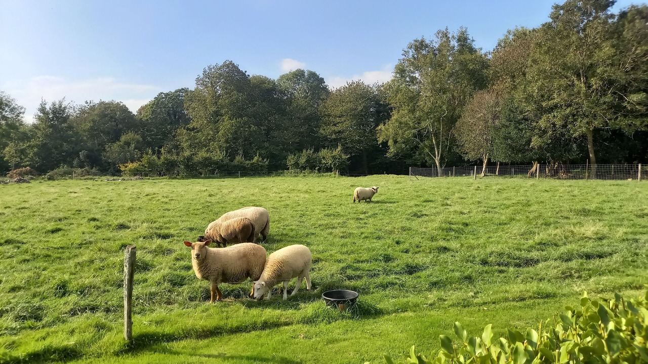Photo of Others in Ploneour-Lanvern