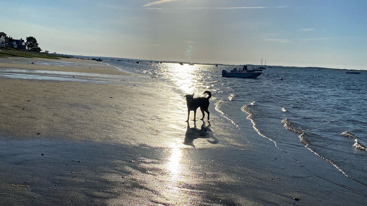 Photo of Others in Barnstable
