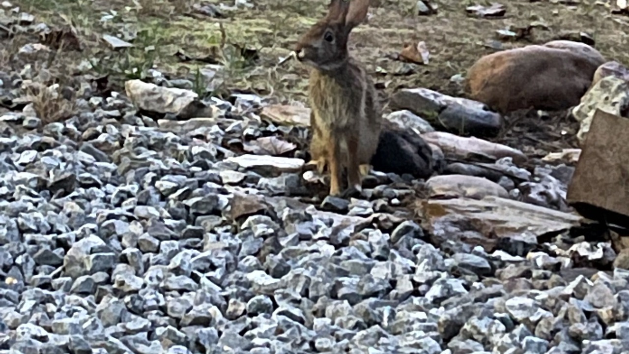 Photo of Others in Piney Creek