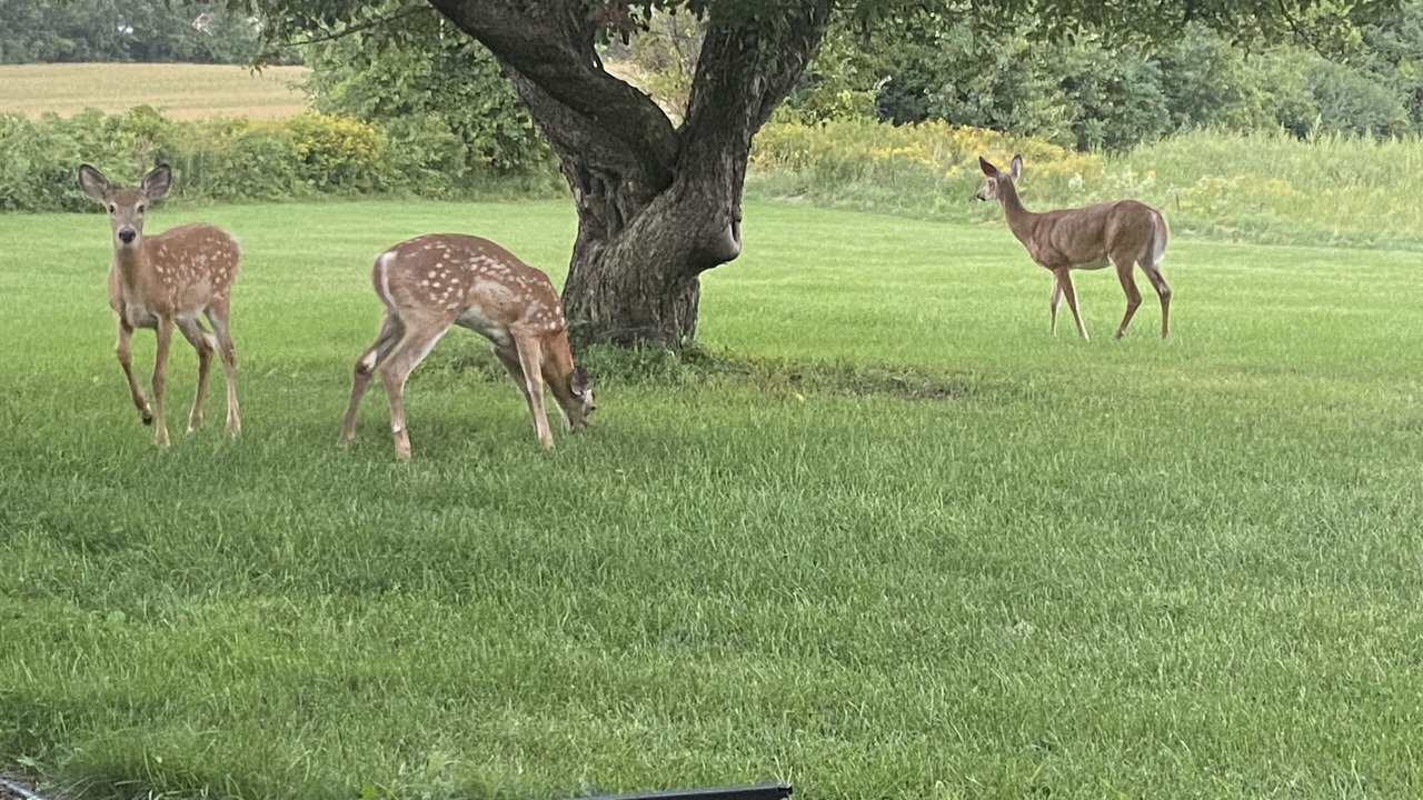 Photo of Others in Schuyler Falls