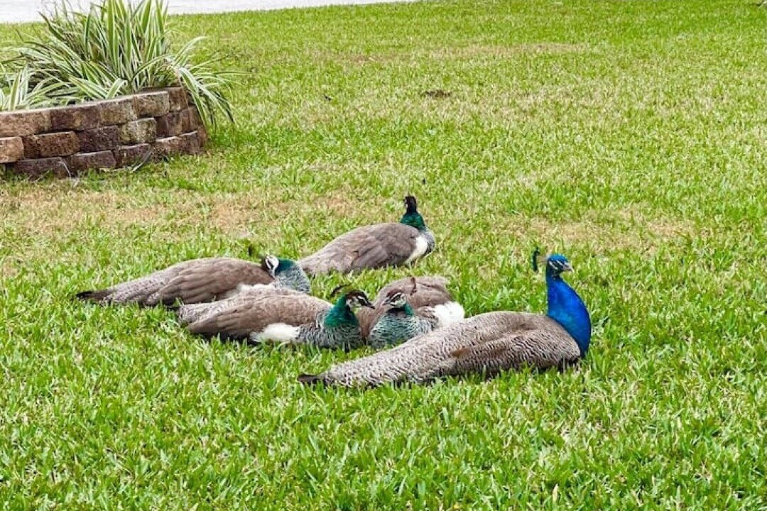 Photo of Outdoor in Cape Caneveral Beach Gardens