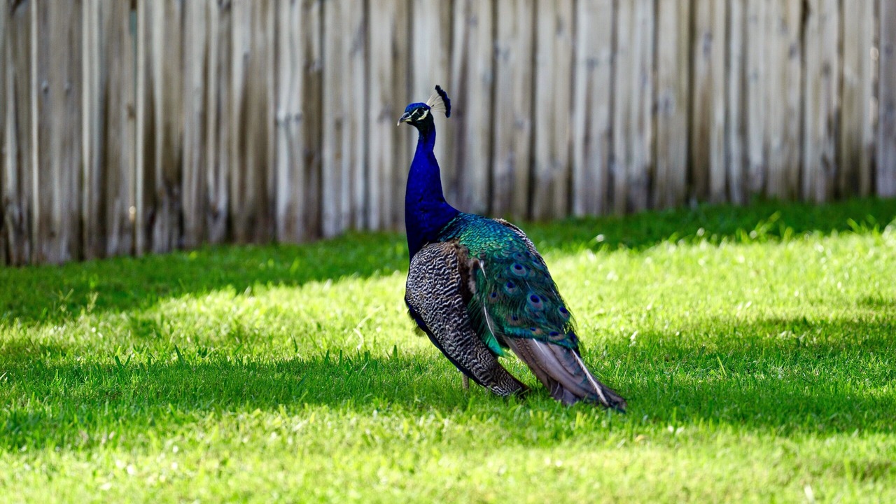 Photo of Others in Cape Caneveral Beach Gardens