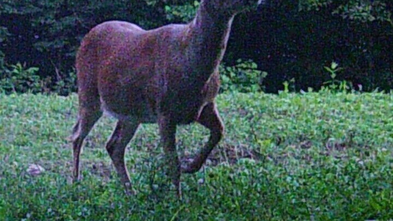 Photo of Outdoor in Lynx