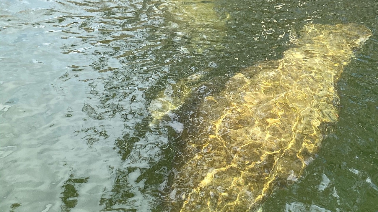 Photo of Outdoor in Crawfordville