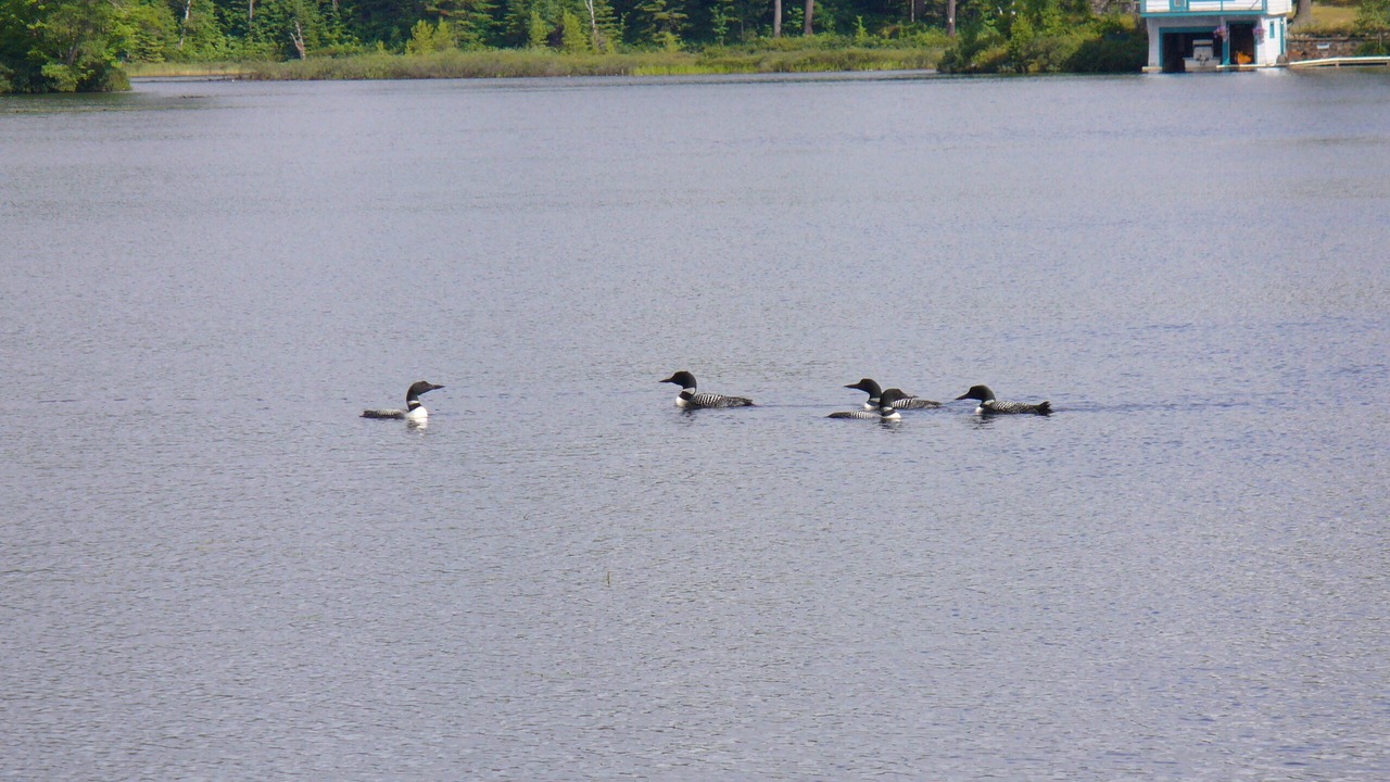 Photo of Others in Rainbow Lake