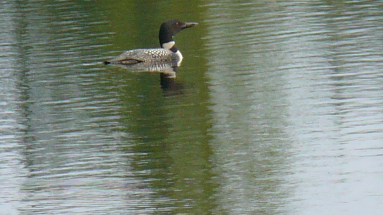 Photo of Others in Rainbow Lake
