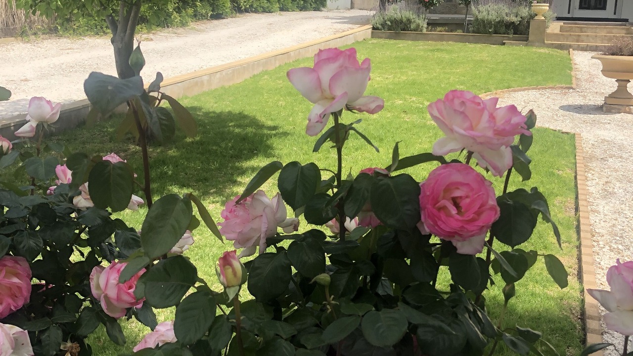 Photo of Outdoor in Angaston