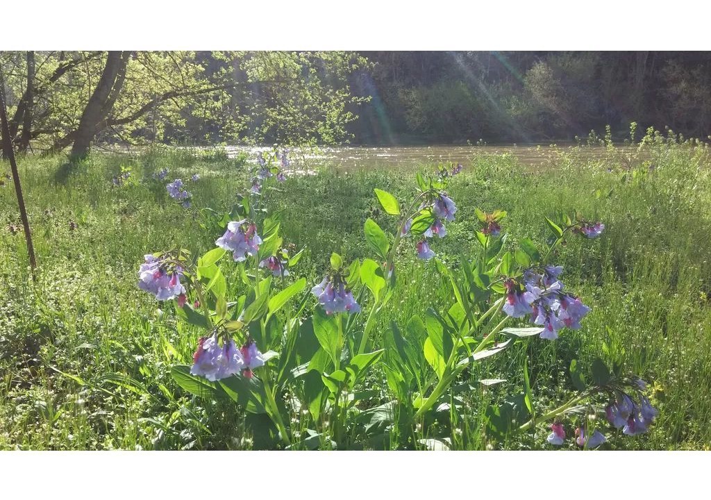 Photo of Outdoor in Luray