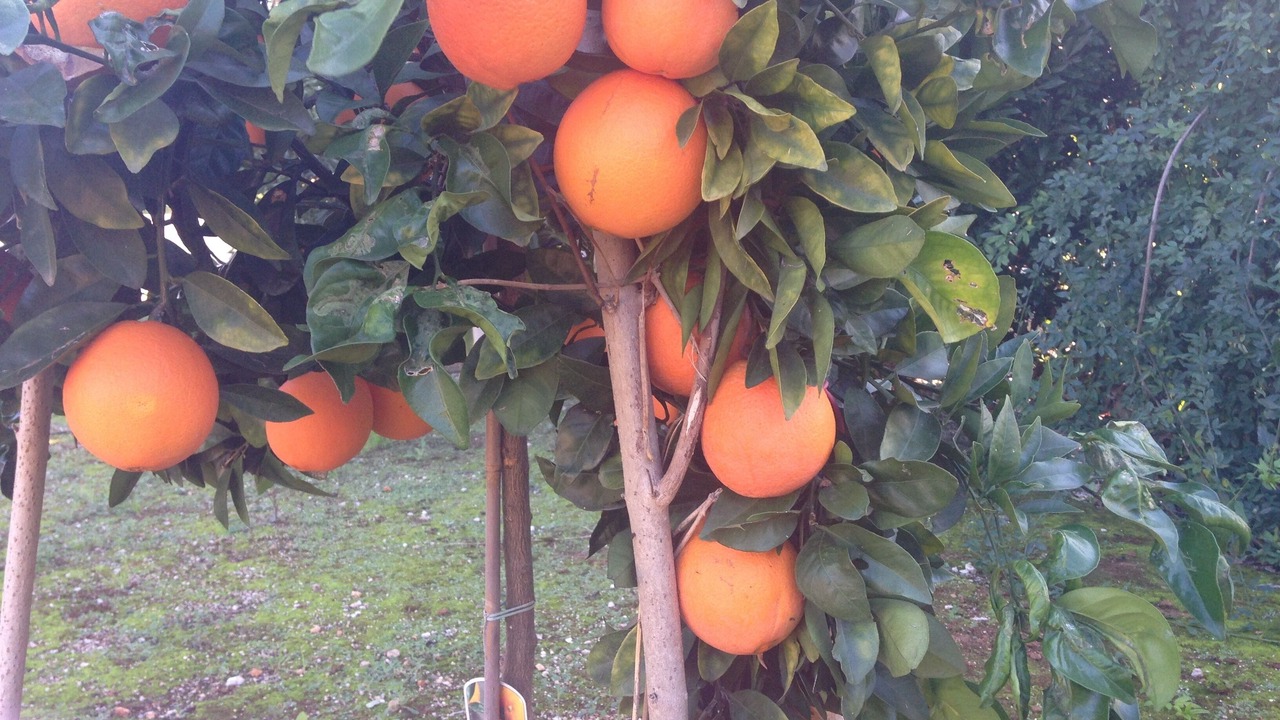 Photo of Outdoor in Pedreguer