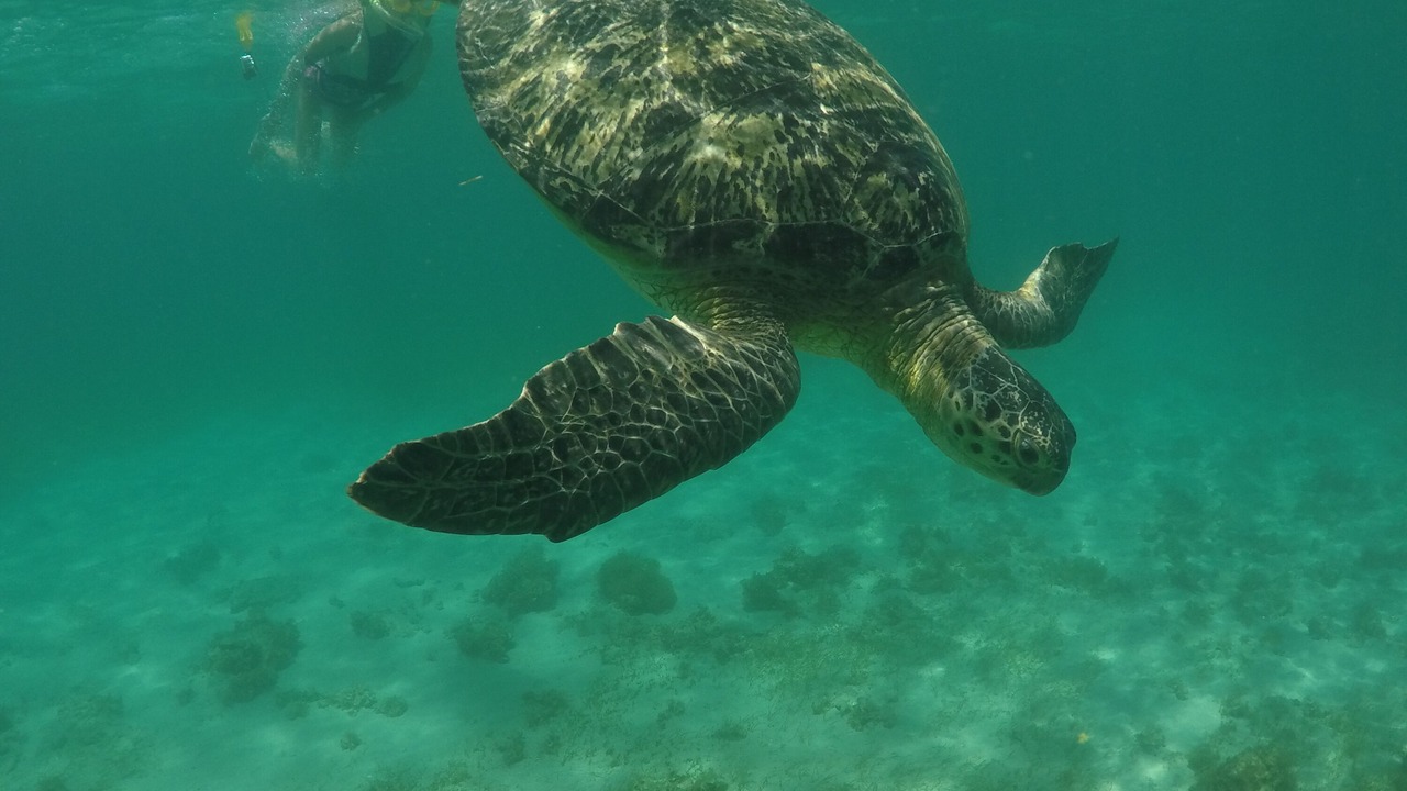 Photo of Others in Mahe Island