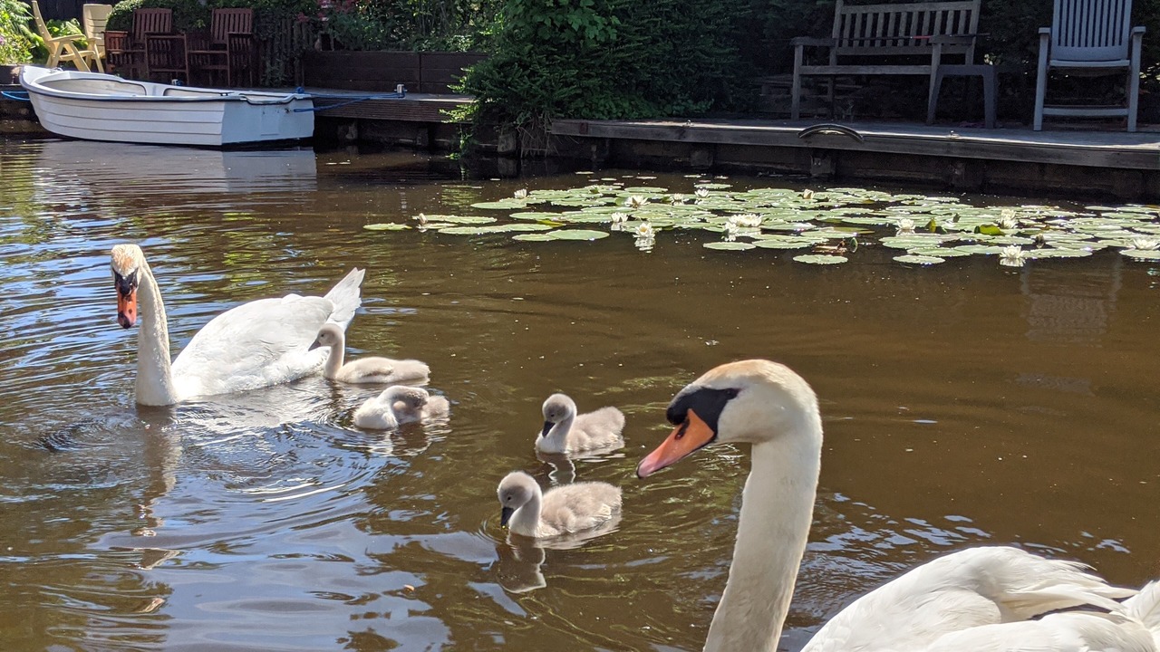 Photo of Outdoor in Zaandam