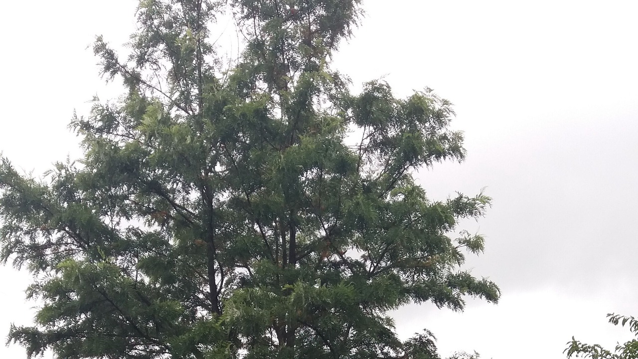 Photo of Outdoor in Cossourado