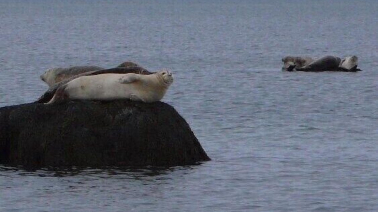 Photo of Others in East Sandwich