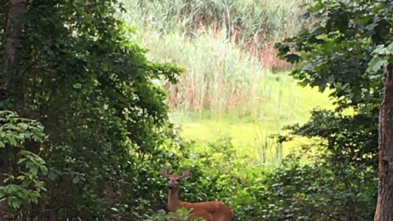 Photo of Outdoor in West Chatham
