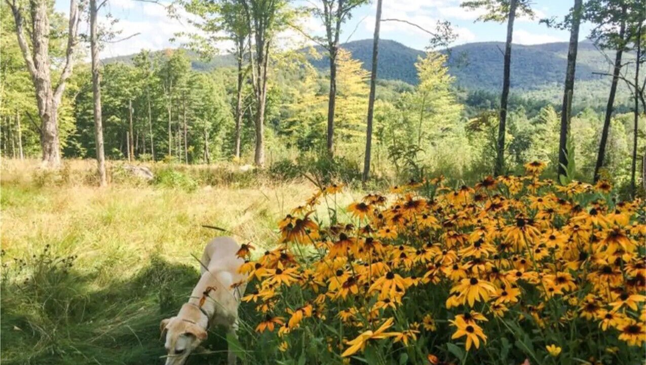 Photo of Outdoor in Indian Lake