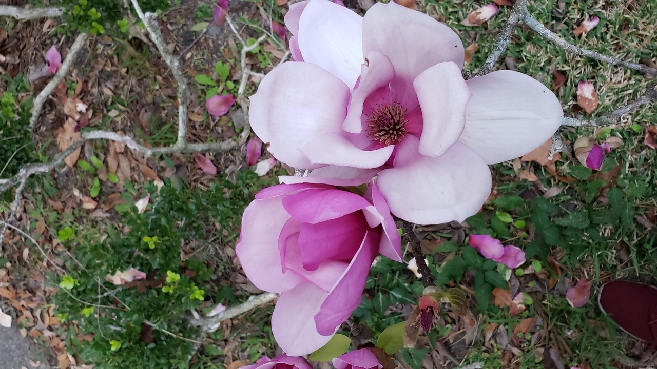 Photo of Outdoor in Monticello