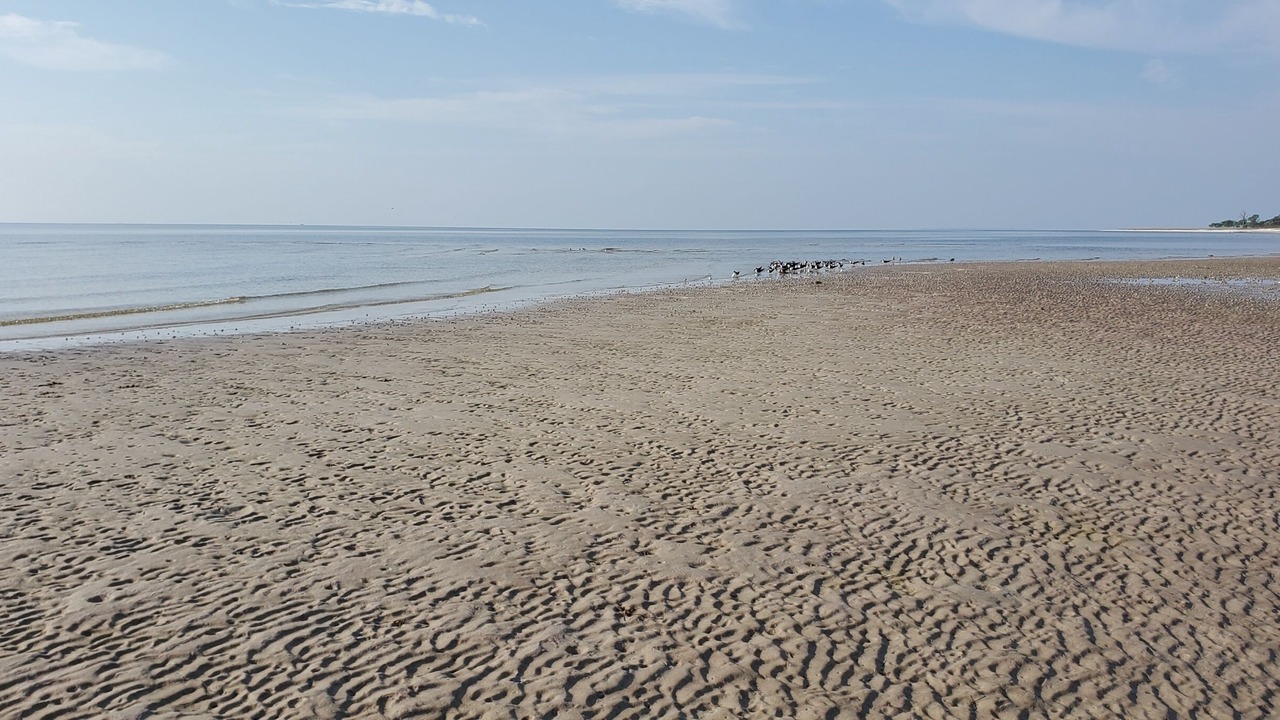 Photo of Others in Panacea