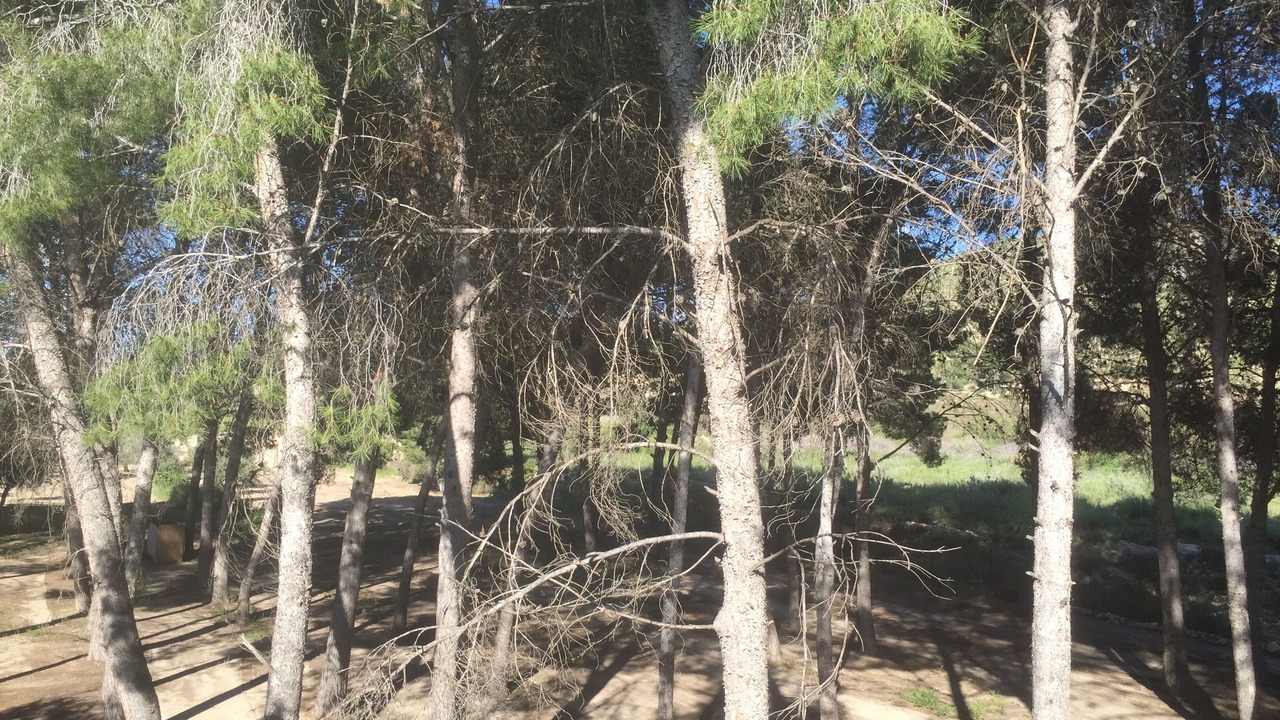 Photo of Outdoor in Elda