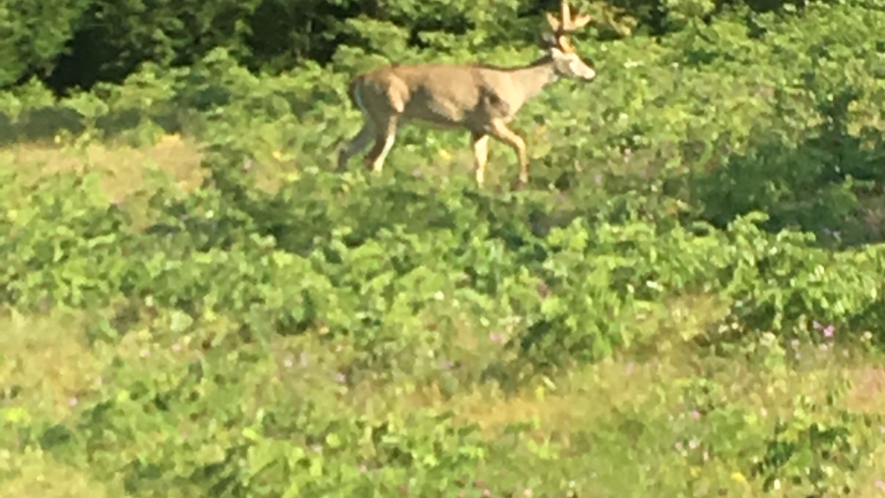 Photo of Others in Windham