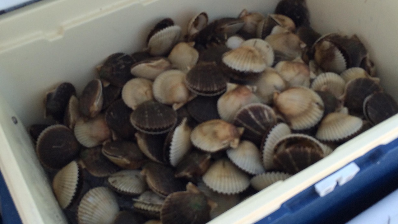 Photo of Others in Steinhatchee