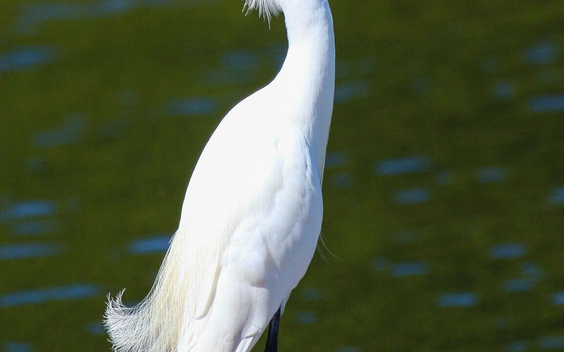 Photo of Others in Sanibel