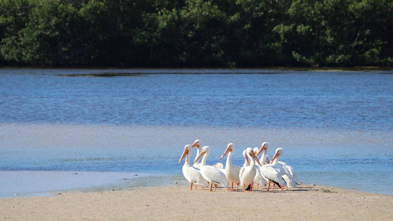 Photo of Others in Sanibel