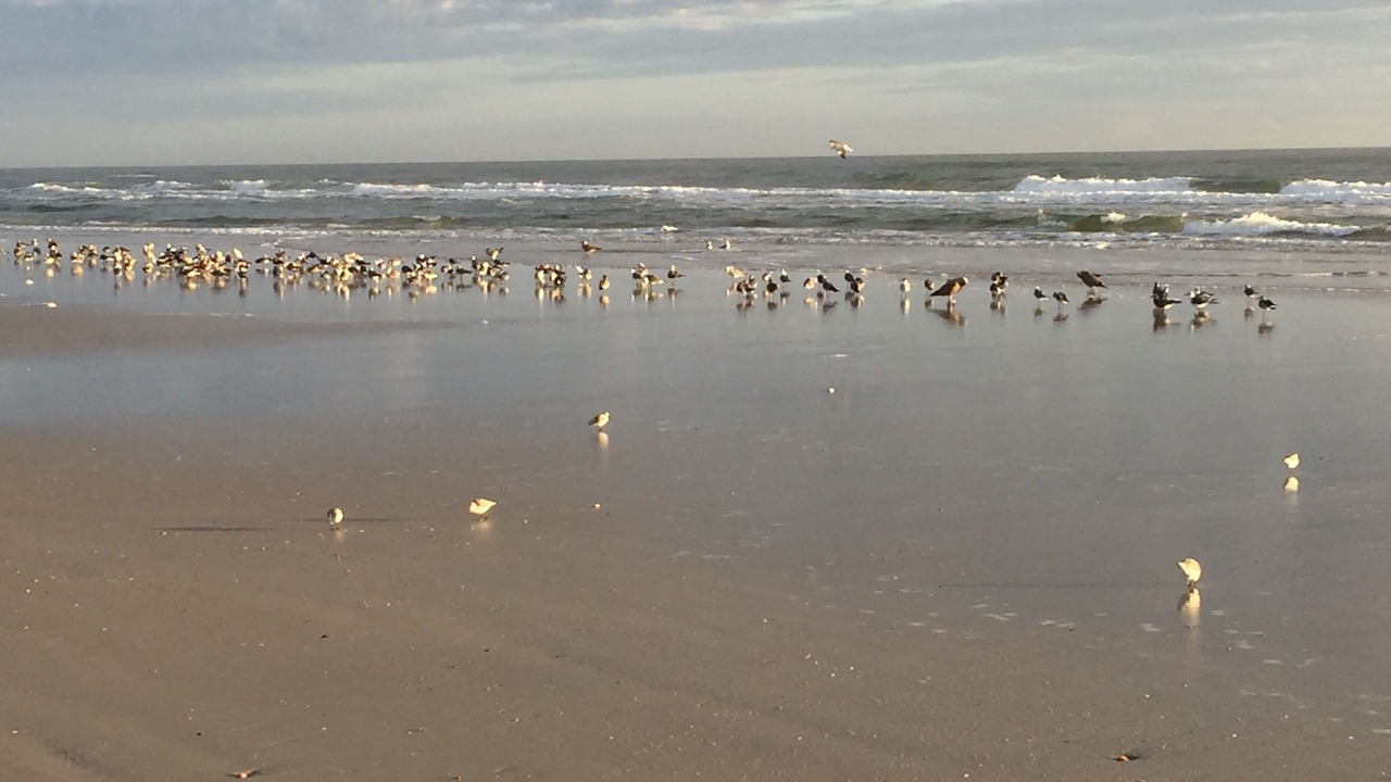 Photo of Others in Butler Beach