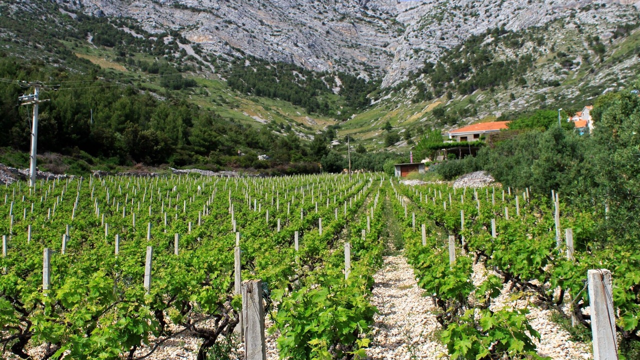 Photo of Outdoor in Ivan Dolac