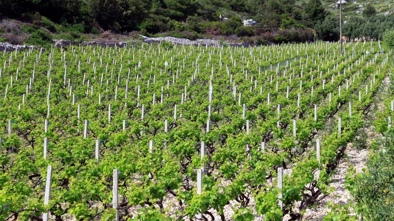 Photo of Outdoor in Ivan Dolac