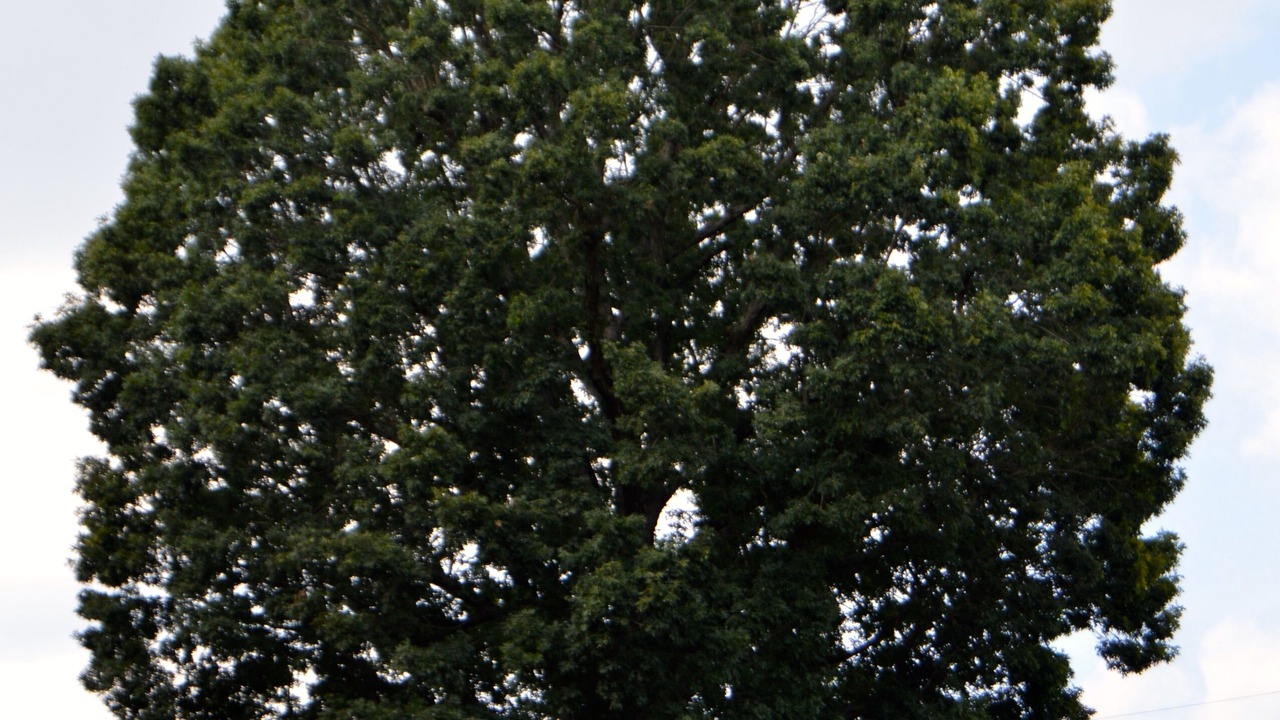 Photo of Others in Lynchburg