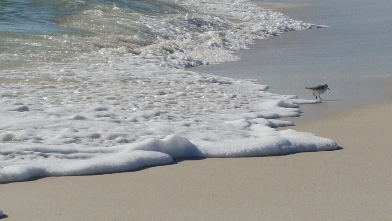 Photo of Others in Kiska Beach