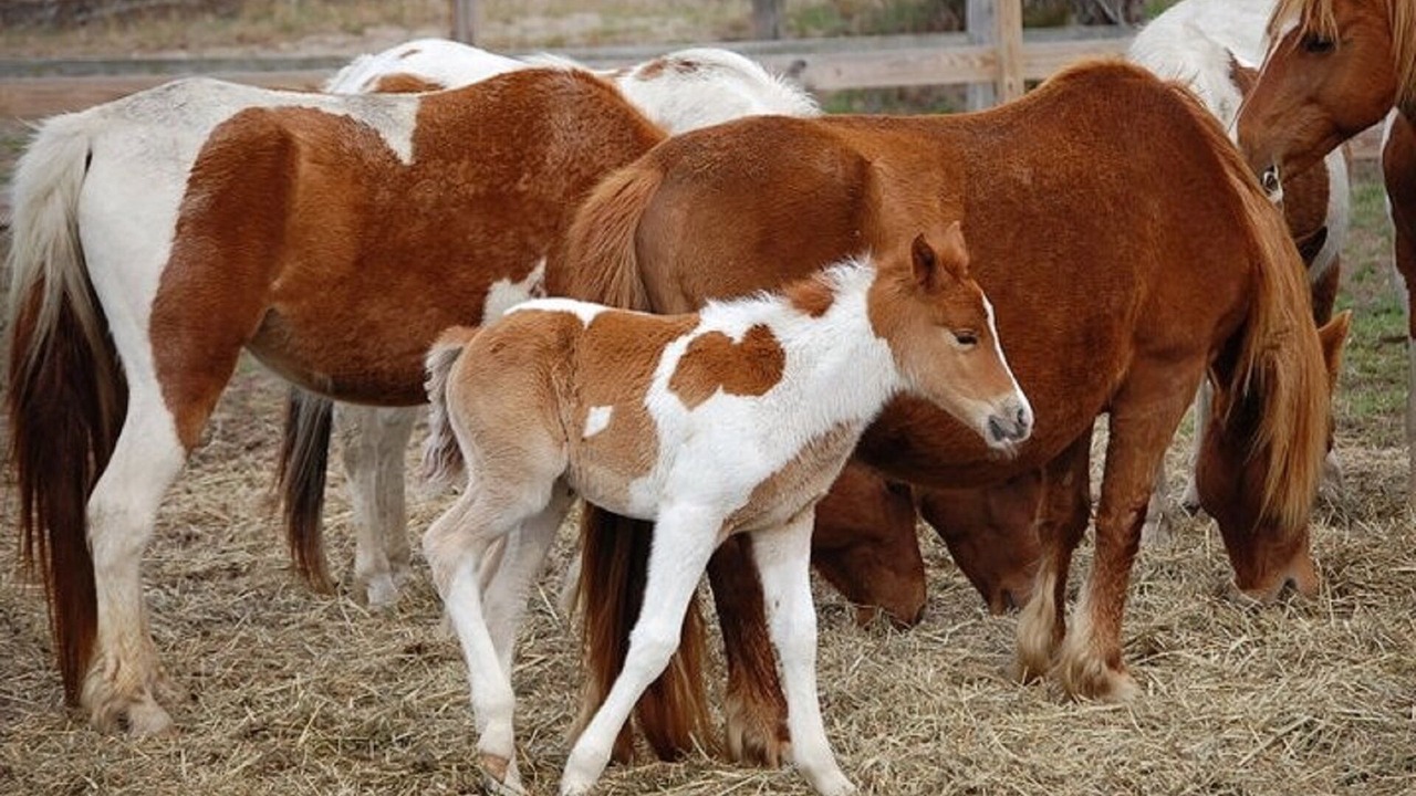 Photo of Others in Chincoteague
