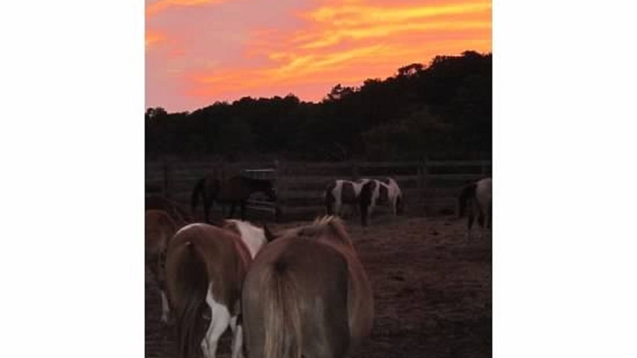 Photo of Others in Chincoteague
