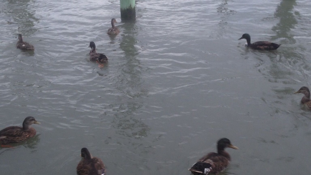 Photo of Others in Chincoteague