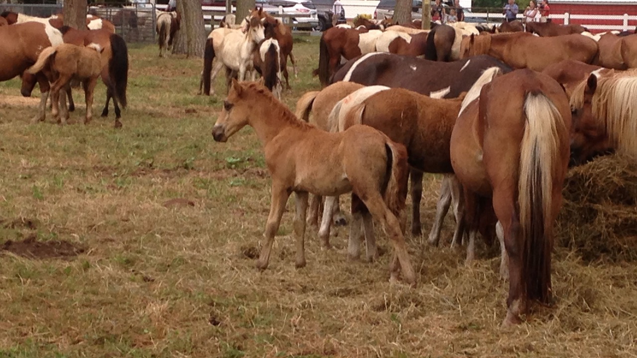 Photo of Others in Chincoteague