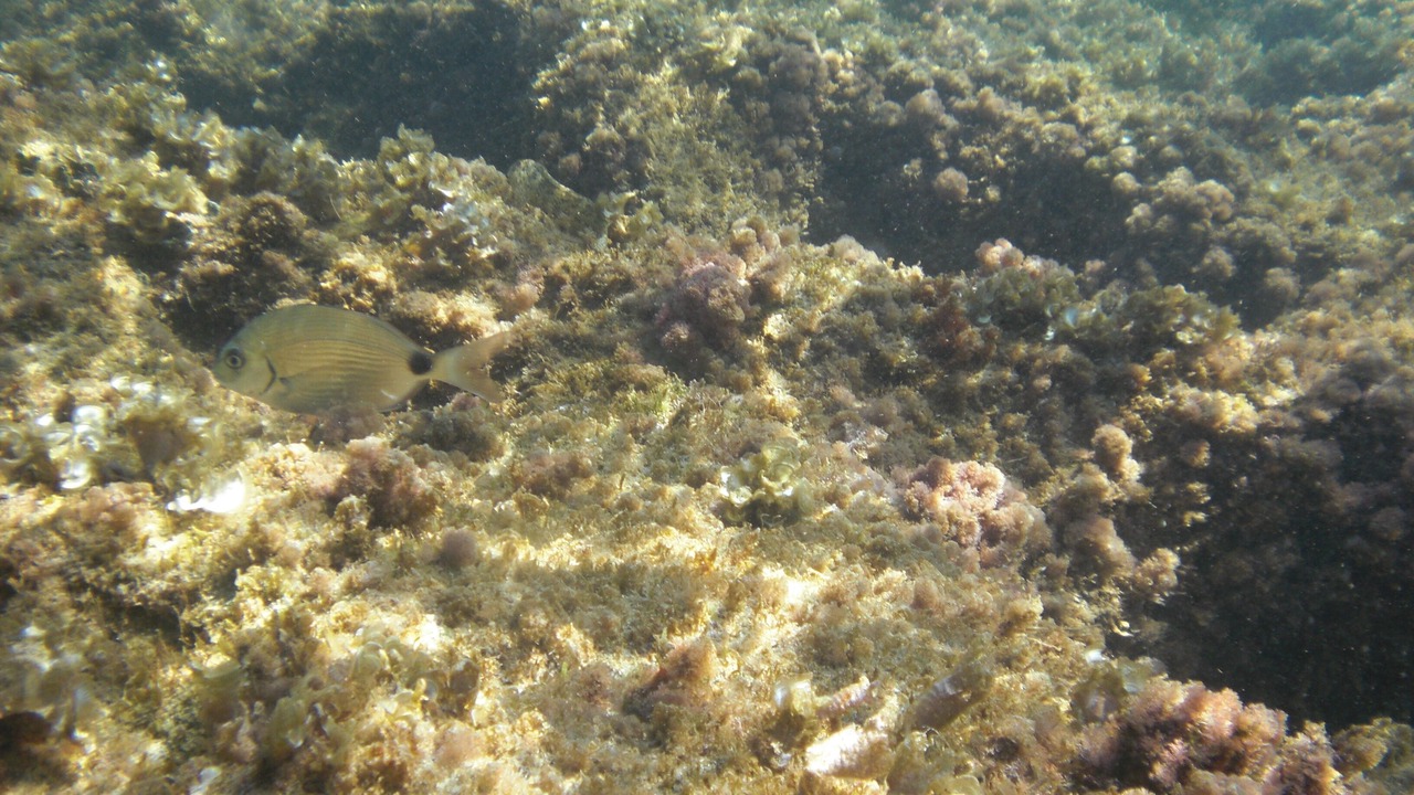 Photo of Others in Costa Dorada