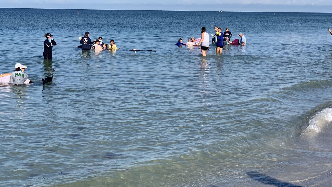 Photo of Others in Madeira Beach
