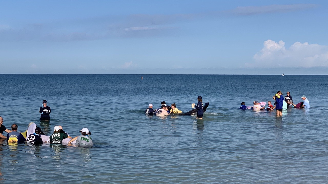 Photo of Others in Madeira Beach