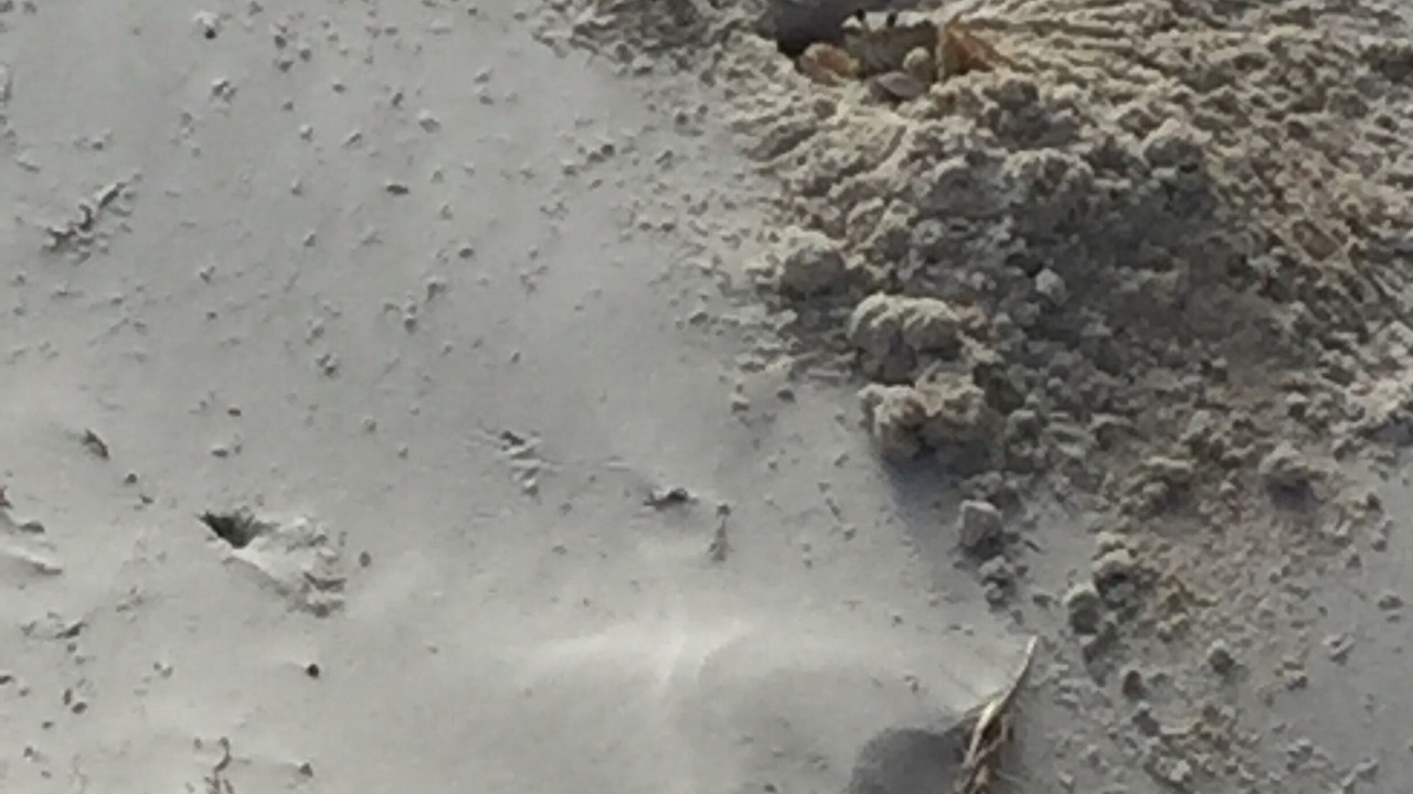 Photo of Others in Crescent Beach