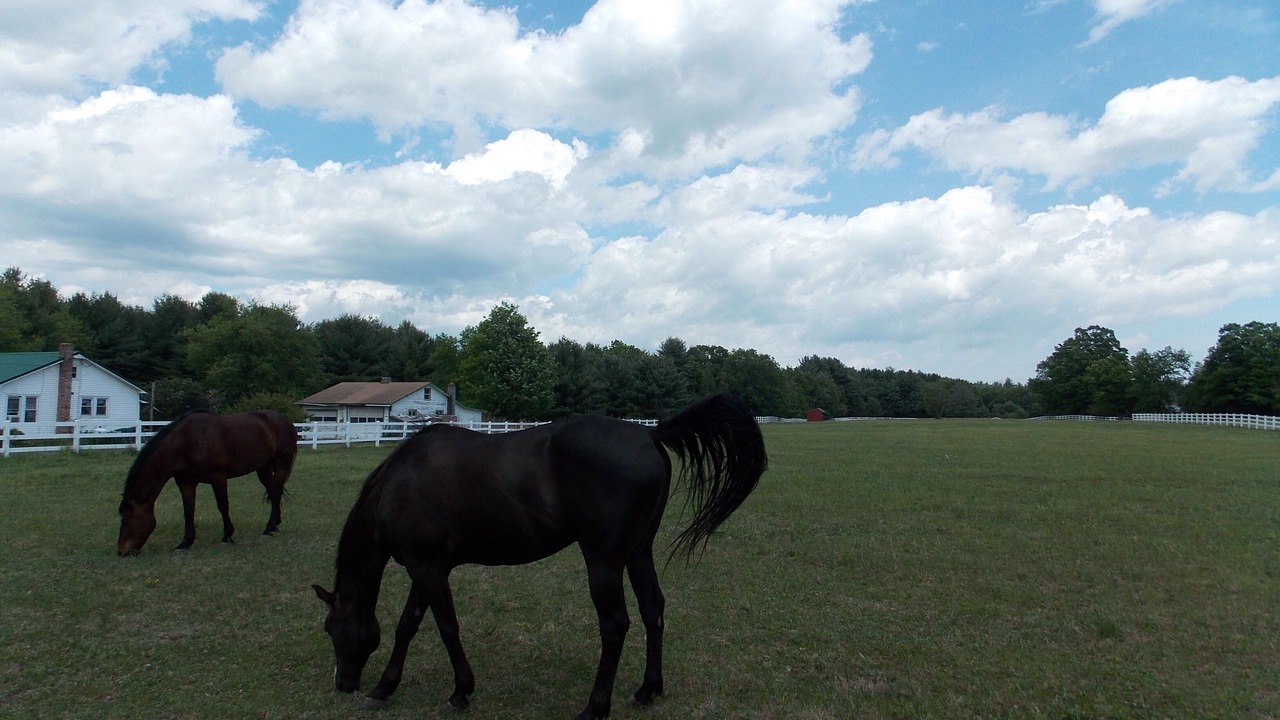 Photo of Outdoor in Saugerties
