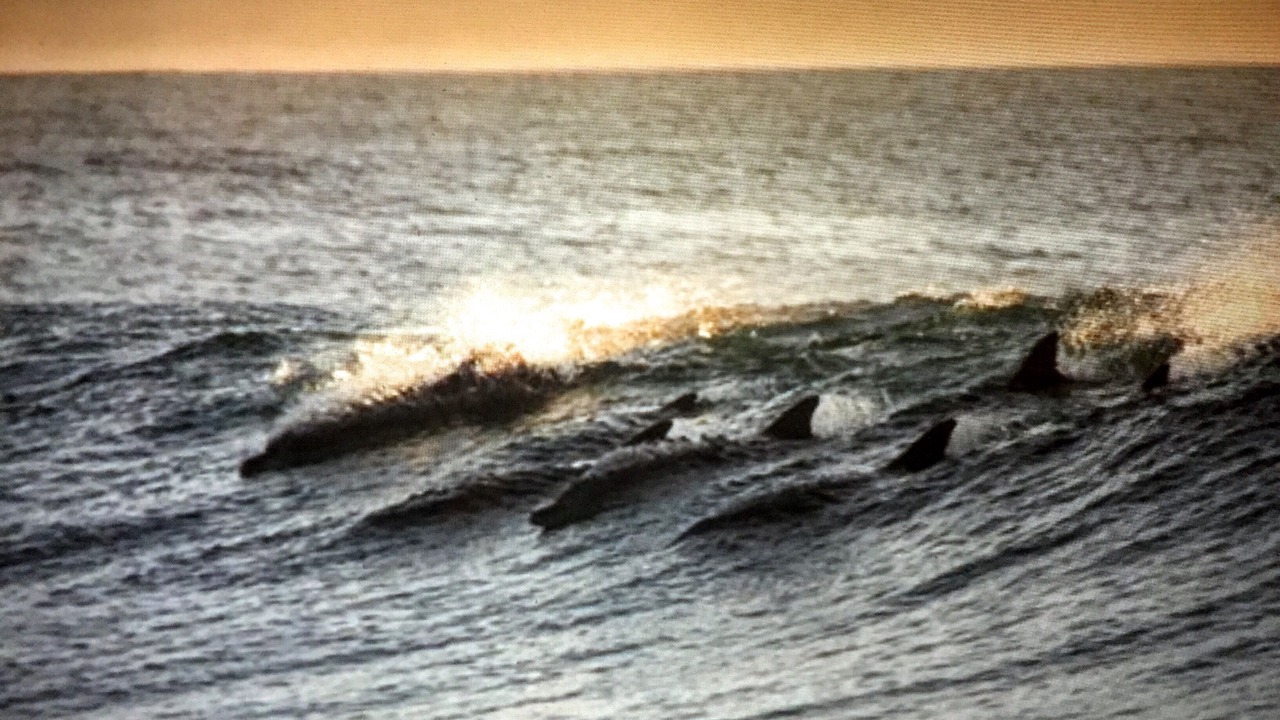 Photo of Others in Amelia City
