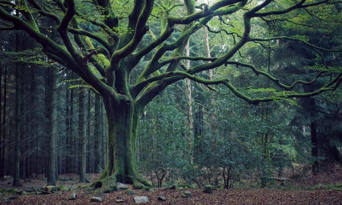 Photo of Outdoor in Ploermel