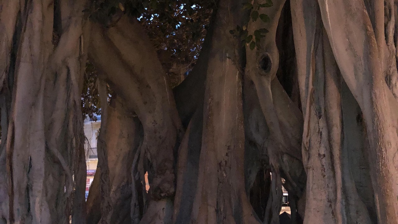 Photo of Others in San Fulgencio