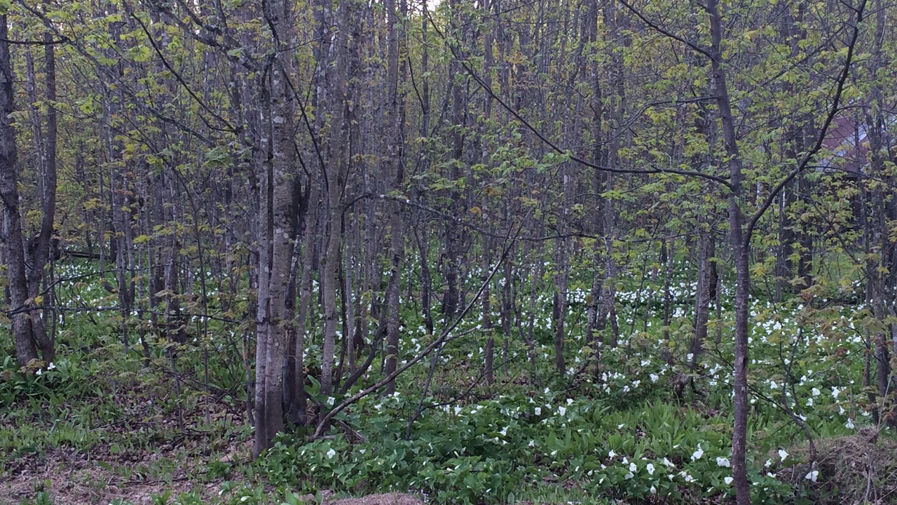Photo of Outdoor in Shingleton