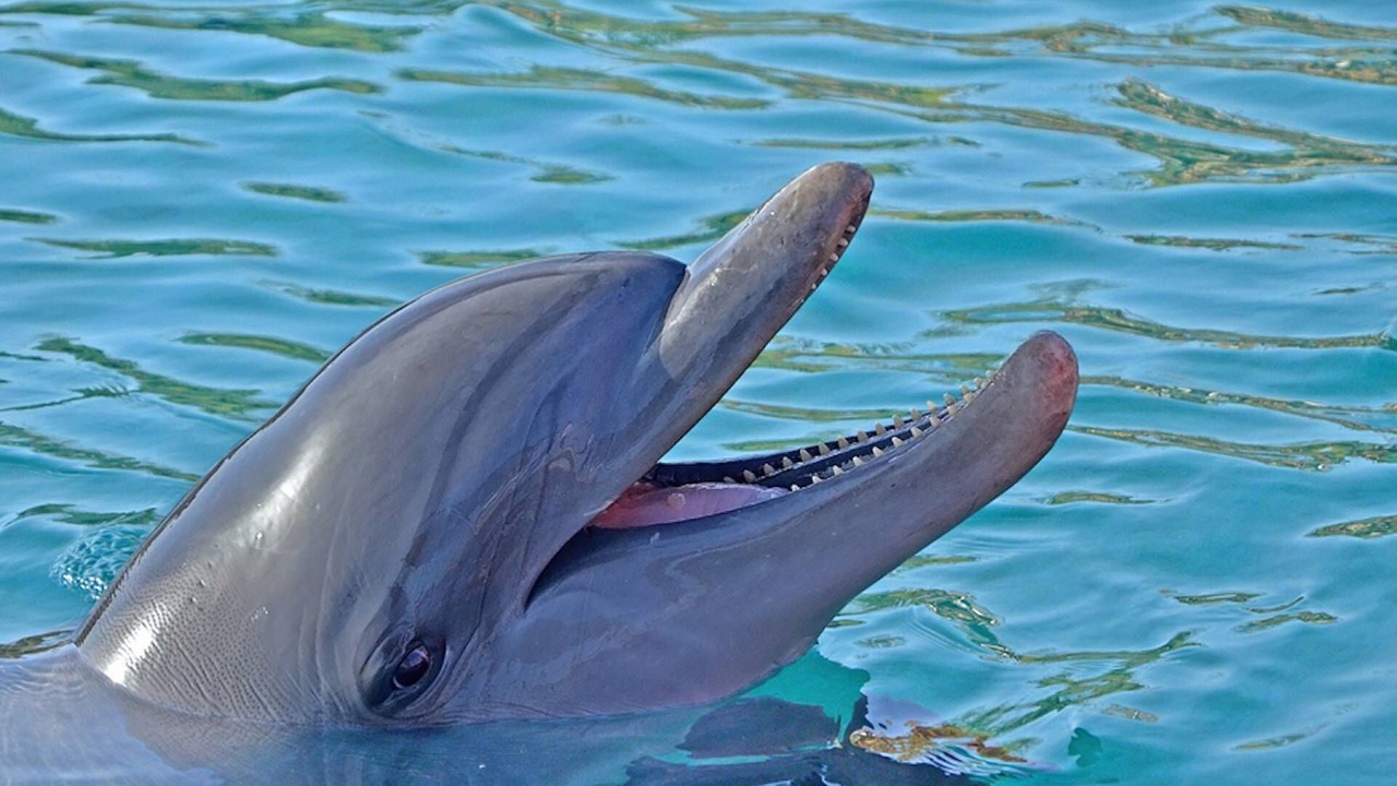 Photo of Others in Siesta Key Village